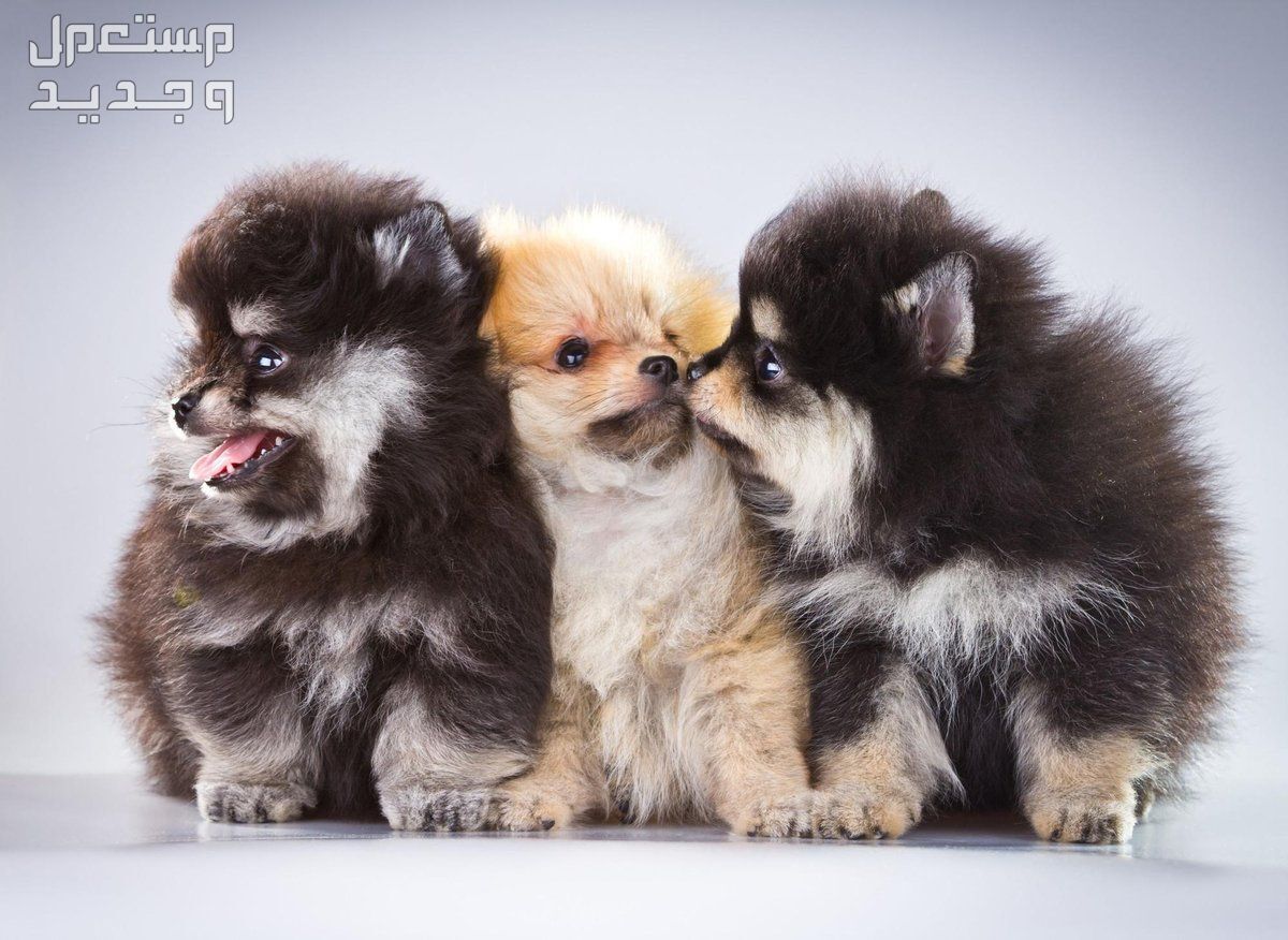 تعرف على حقائق رائعة عن كلب بومرينيان في الجزائر كلاب بومرينيان صغيرة