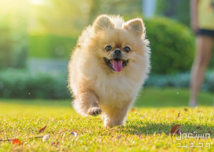 تعرف على حقائق رائعة عن كلب بومرينيان في اليَمَن كلب بومرينيان يركض