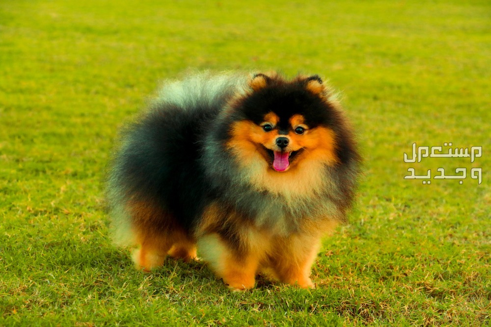 تعرف على حقائق رائعة عن كلب بومرينيان في قطر لون غير اعتيادي لكلاب بومرينيان