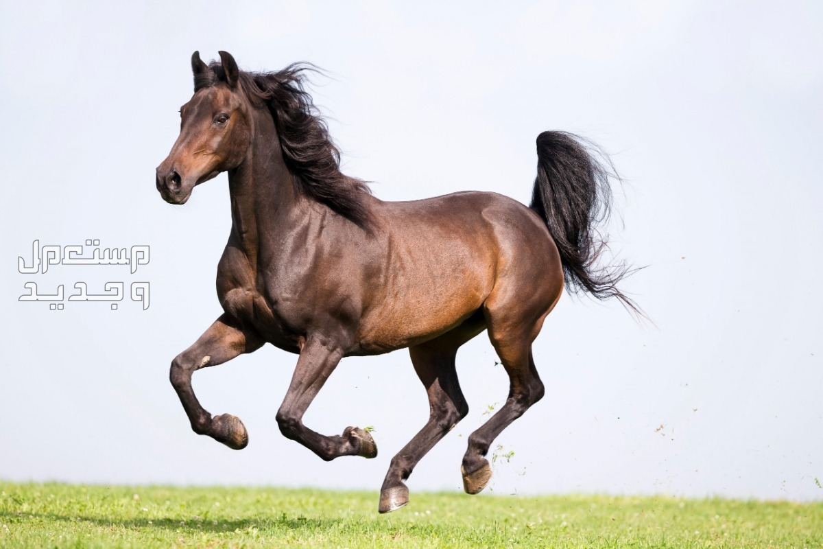 شاهد صور خيول مورجان وتعرف على استخداماتها خيول مورجان تركض بطريقة مذهلة