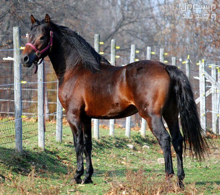 شاهد صور خيول مورجان وتعرف على استخداماتها في الجزائر جسد حصان مورجان