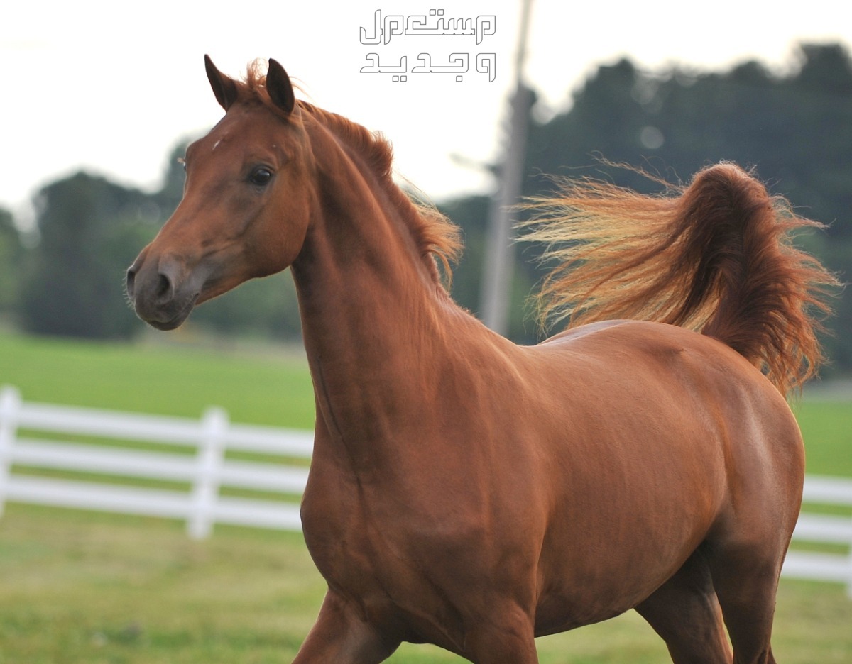 شاهد صور خيول مورجان وتعرف على استخداماتها في الإمارات العربية المتحدة صور خيول مورجان