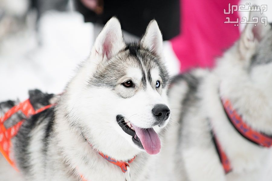 تعرف على الكلاب الهاسكي الاسكا في البحرين كلب هاسكي الاسكا