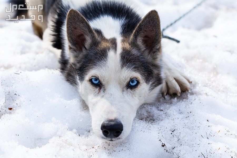تعرف على الكلاب الهاسكي الاسكا في الأردن العيون الزرقاء لكلب الهاسكي