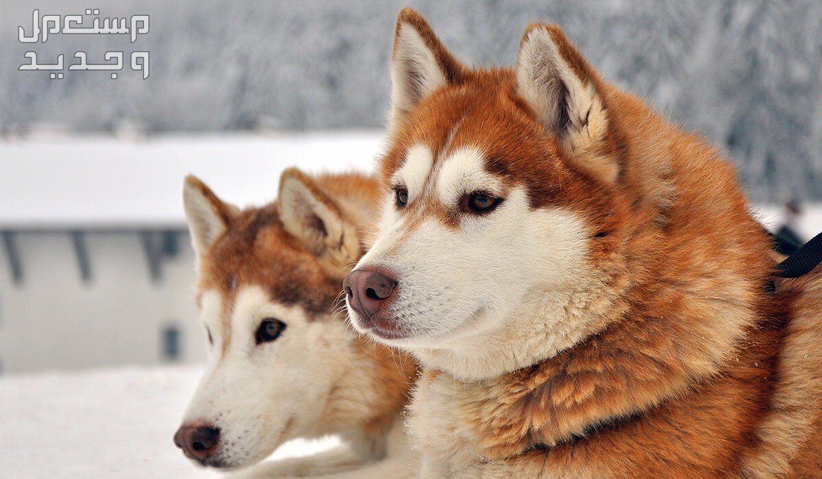 تعرف على الكلاب الهاسكي الاسكا في الأردن الكلاب الهاسكي الاسكا بلون غير مألوف