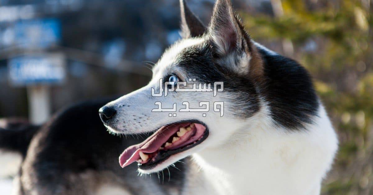 تعرف على الكلاب الهاسكي الاسكا في الأردن هاسكي