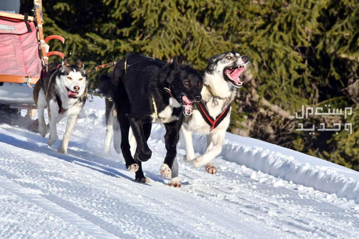 تعرف على الكلاب الهاسكي الاسكا في الأردن قوة الهاسكي في سحب العربات