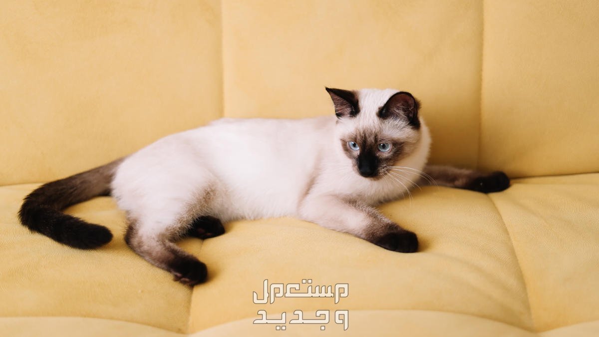 تعرف على سعر القطط السيامي في البحرين شكل القط السيامي