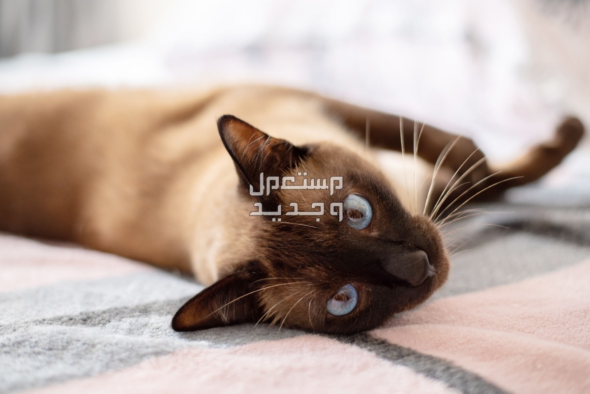 تعرف على سعر القطط السيامي في البحرين قطة سيامية نائمة