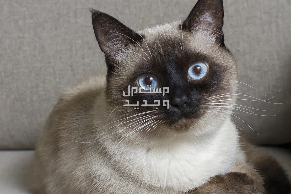تعرف على سعر القطط السيامي في الجزائر العيون الزرقاء للقط السيامي