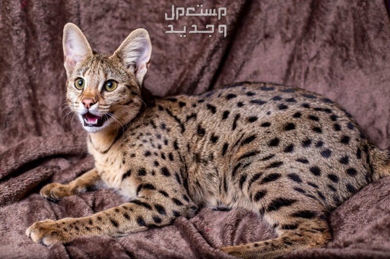تعرف على أندر أنواع القطط بالصور قط السافانا