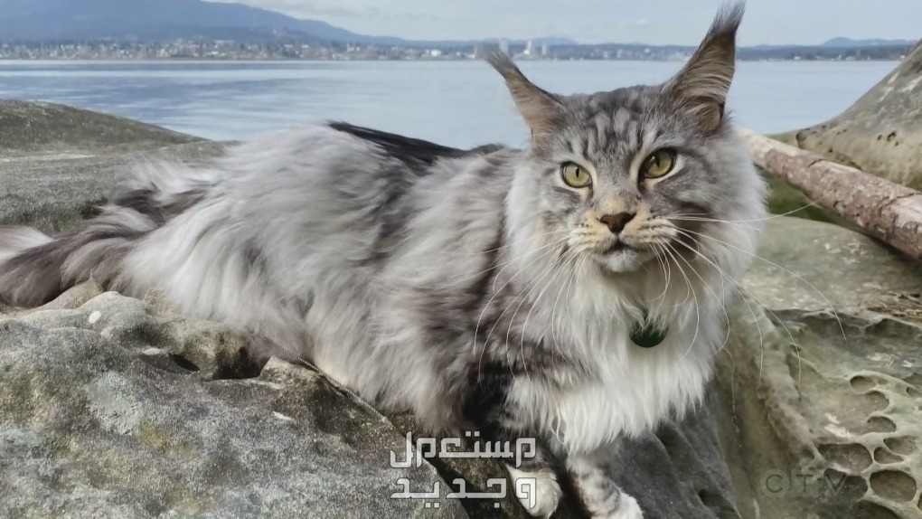 تعرف على أندر أنواع القطط بالصور قطط الفان كوفير إيلاند