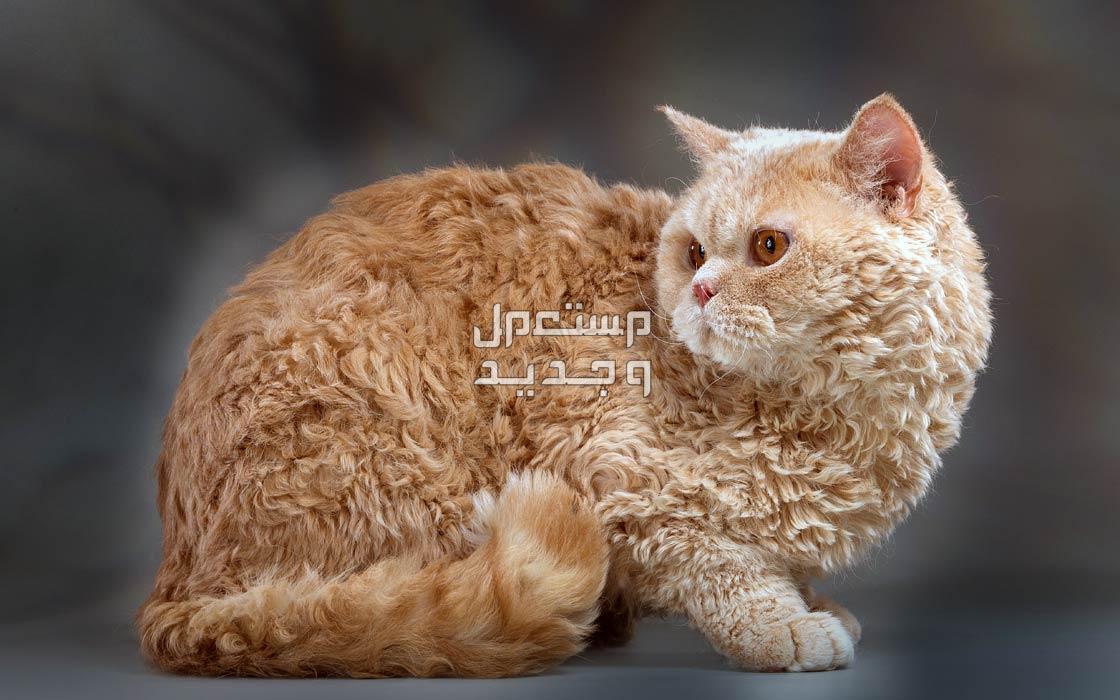 تعرف على أندر أنواع القطط بالصور قطط سيلكريك ريكس