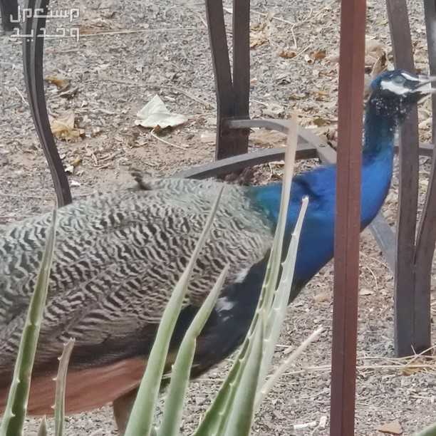 طاووس هندي ذكرللبيع