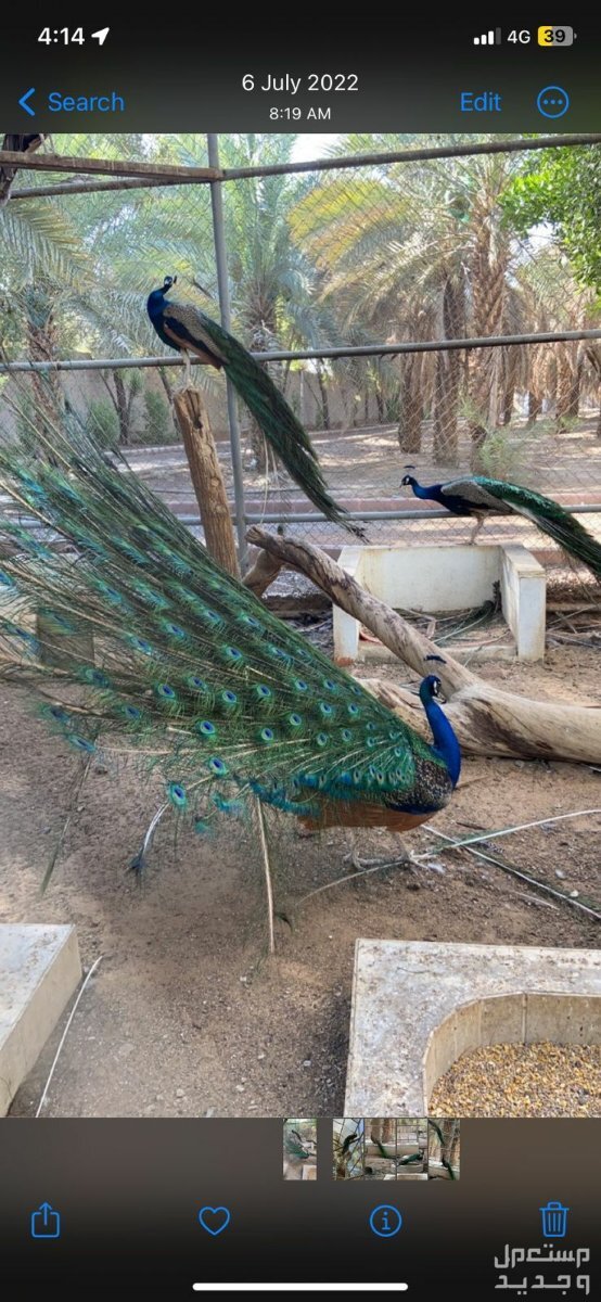 طاووس هندي ذكرللبيع