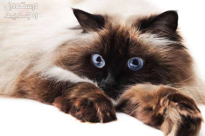 تعرف على سعر قطط الهملايا في تونس عيون قطط الهملايا