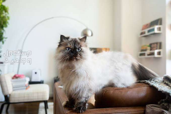 تعرف على سعر قطط الهملايا في عمان قطط الهملايا