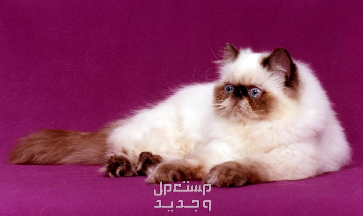 تعرف على سعر قطط الهملايا في تونس قط هملايا جالس