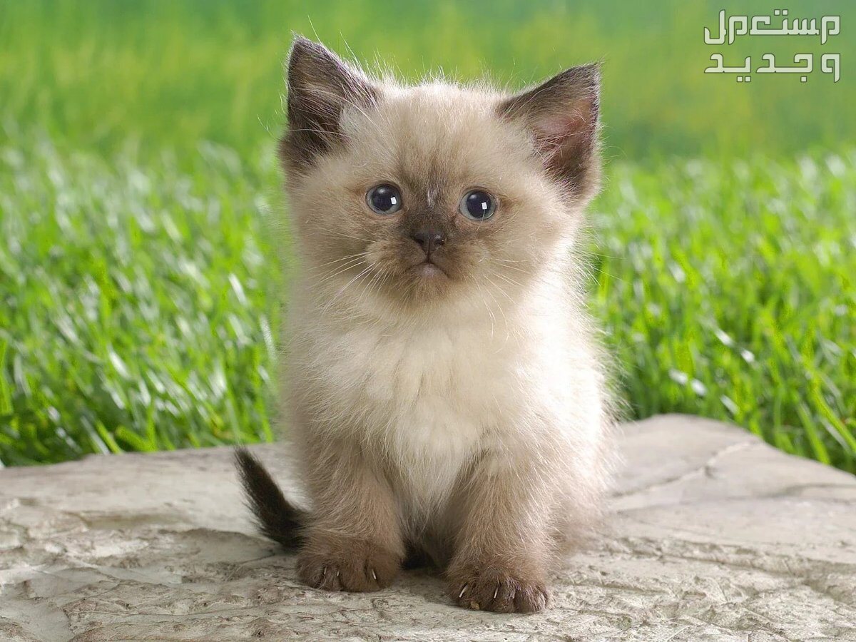 تعرف على سعر قطط الهملايا في تونس قط هملايا صغير