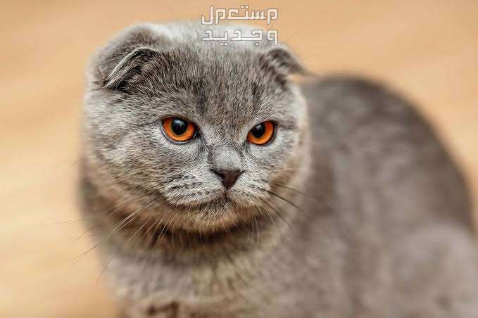 تعرف على سعر قطط سكوتش فولد قط سكوتش فولد