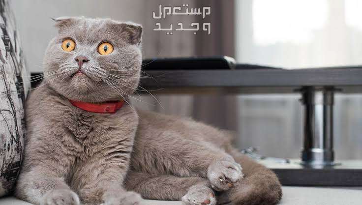 تعرف على سعر قطط سكوتش فولد قط سكوتش فولد