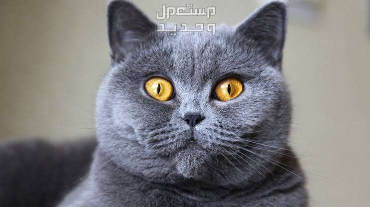 قطط بريطانية قصيرة الشعر تعرف على أهم سماتها وشخصيتها في عمان قط بريطاني