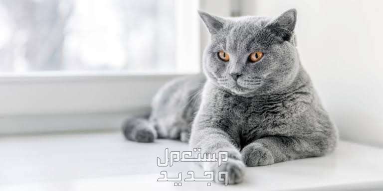 قطط بريطانية قصيرة الشعر تعرف على أهم سماتها وشخصيتها في الإمارات العربية المتحدة قط بريطاني