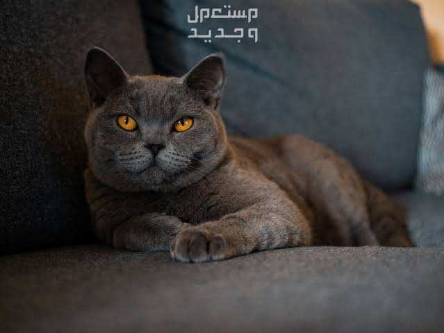 قطط بريطانية قصيرة الشعر تعرف على أهم سماتها وشخصيتها في لبنان قط بريطاني