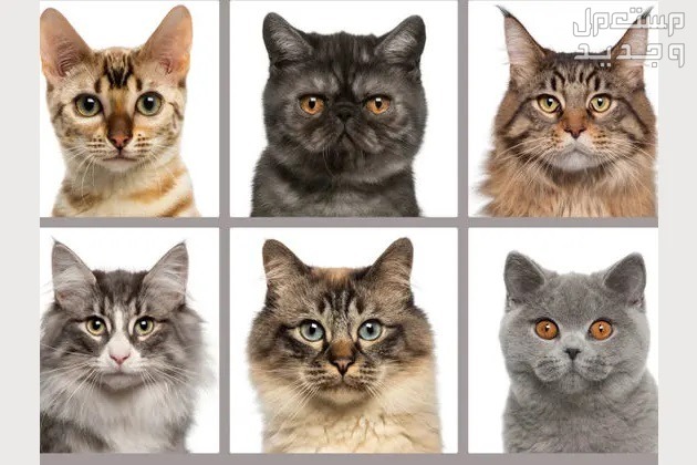 تعلم كيف تختار نوع قطط منزلي مناسب لك في الأردن أنواع القطط المختلفة