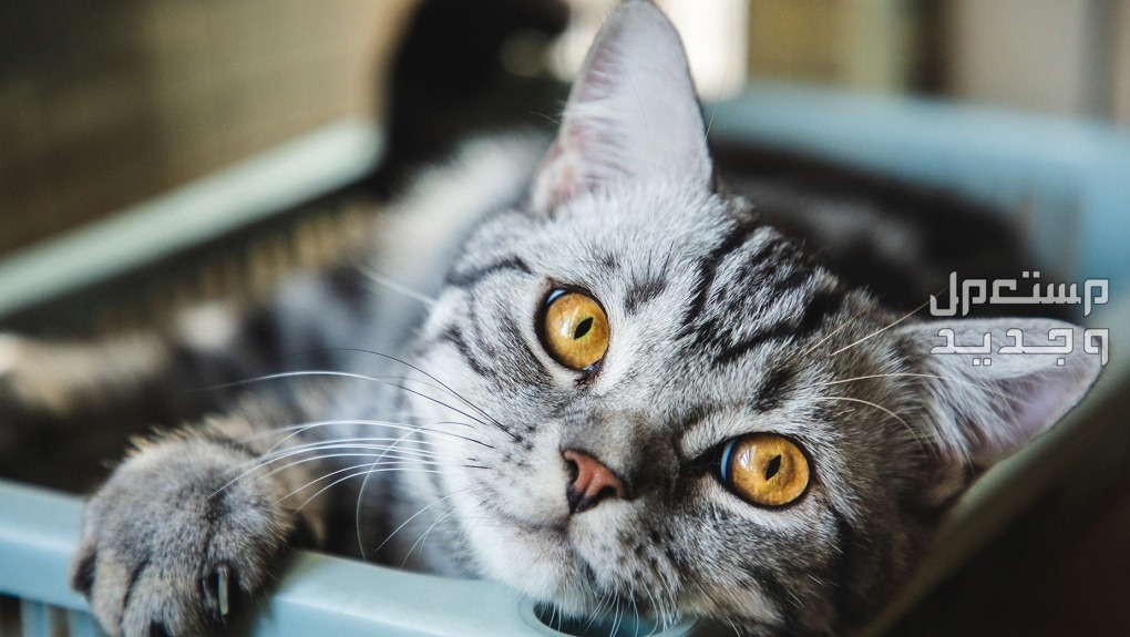 تعلم كيف تختار نوع قطط منزلي مناسب لك في قطر قطة منزلية
