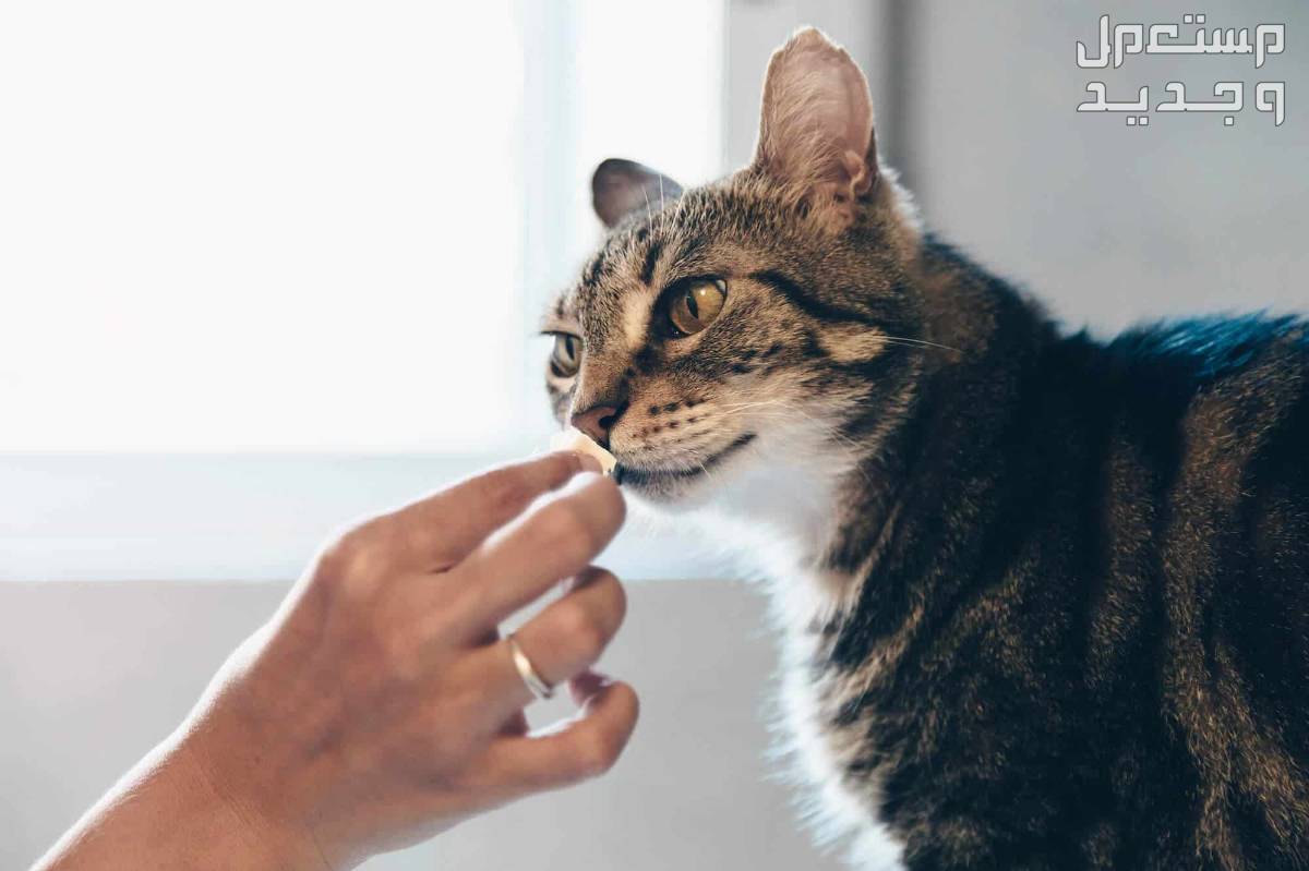 تعلم كيف تختار نوع قطط منزلي مناسب لك في قطر احتياجات القطط