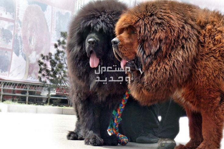 تعرف على معلومات رائعة عن كلب التبت في الجزائر كلب التبت