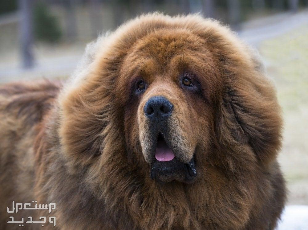 تعرف على معلومات رائعة عن كلب التبت في العراق كلب التبت