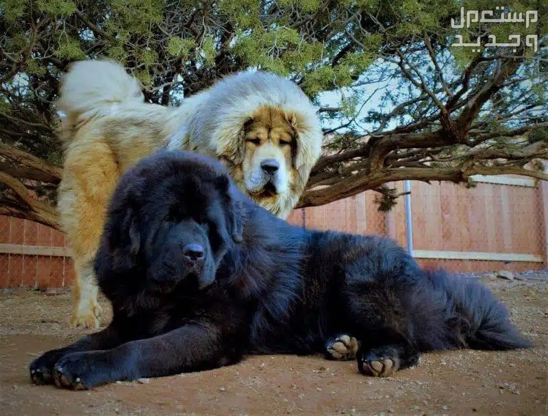 تعرف على معلومات رائعة عن كلب التبت في الأردن كلب التبت
