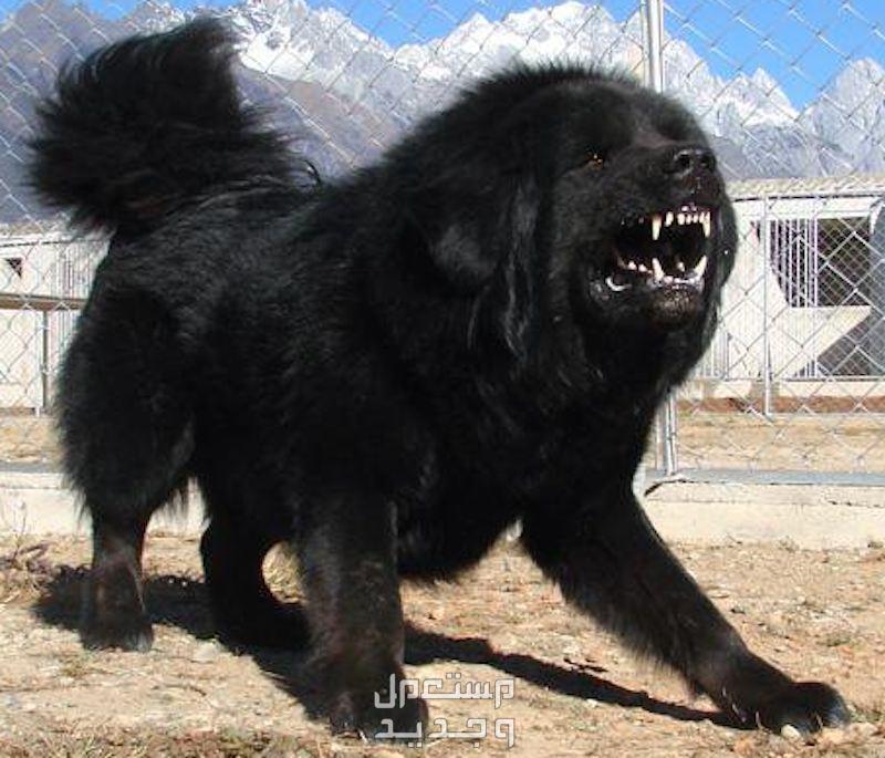 تعرف على معلومات رائعة عن كلب التبت في السعودية كلب التبت