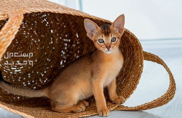 قطط لا تكبر أبدًا - تعرف عليها في الكويت قطة حجمها صغير