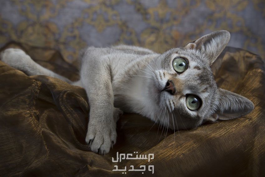 قطط لا تكبر أبدًا - تعرف عليها في سوريا قطة حجمها صغير