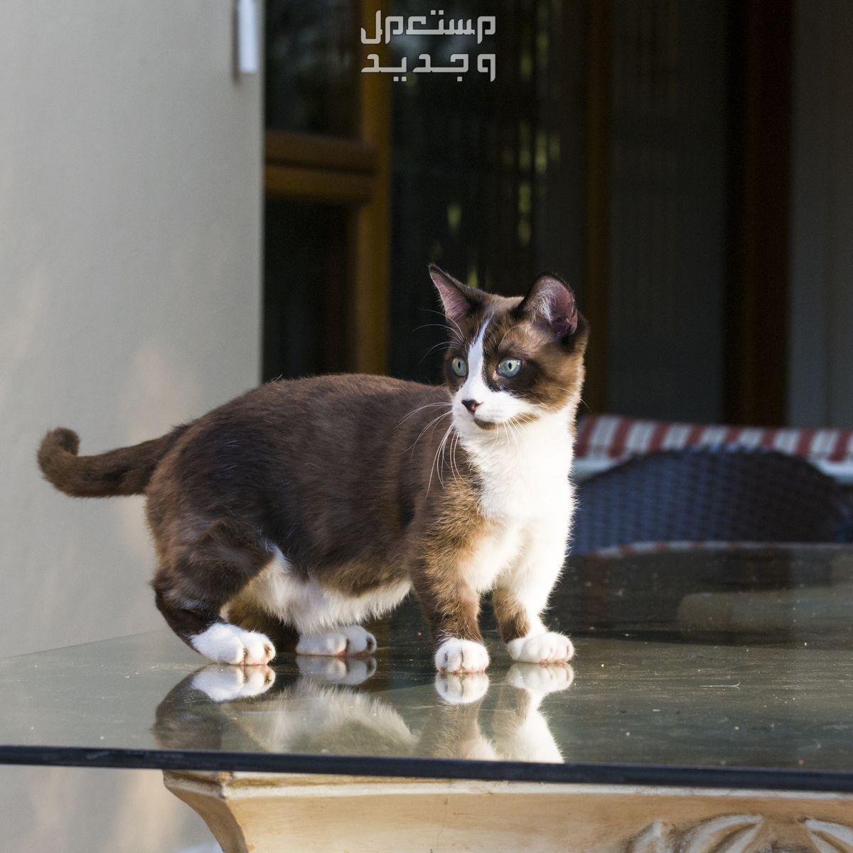 قطط لا تكبر أبدًا - تعرف عليها في الكويت قطة حجمها صغير