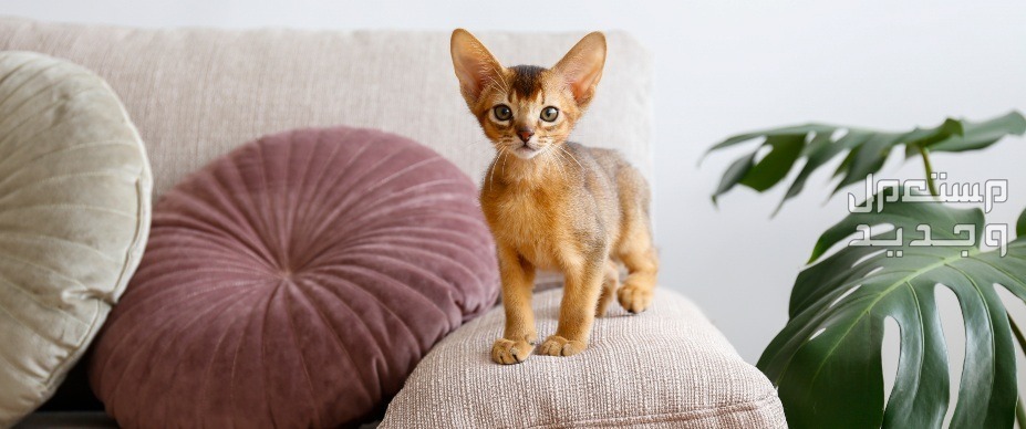 قطط لا تكبر أبدًا - تعرف عليها في السعودية قطة حجمها صغير