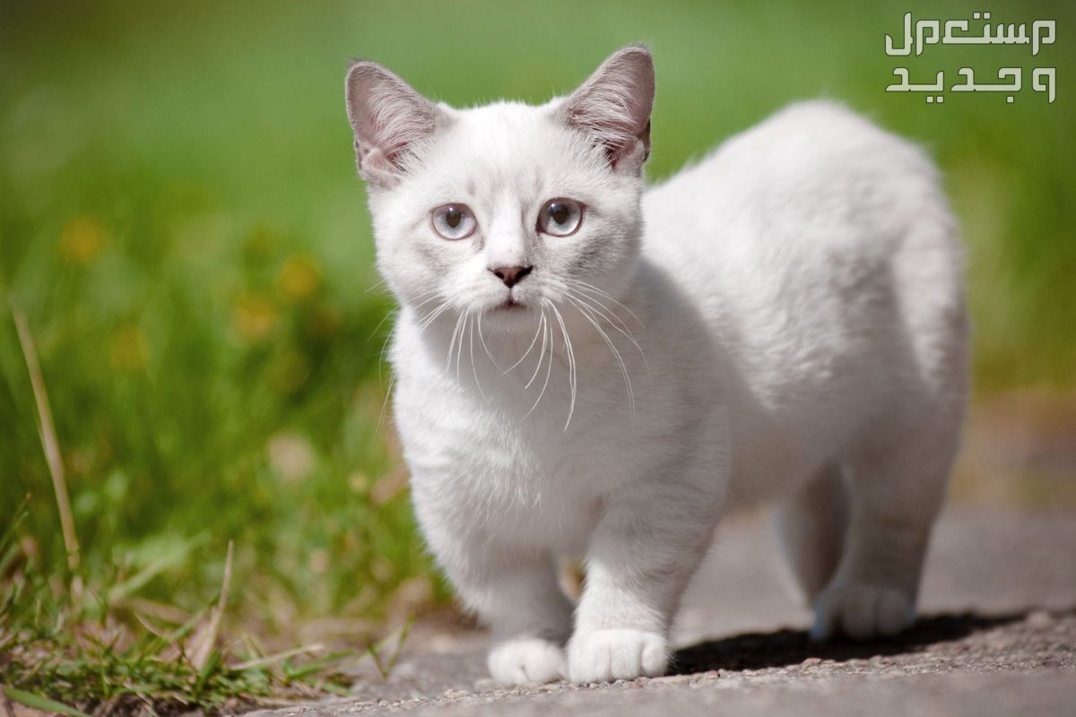 قطط لا تكبر أبدًا - تعرف عليها في عمان قطة حجمها صغير
