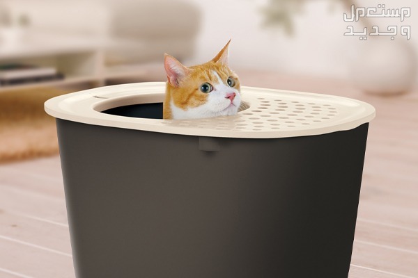 تعرف على أهمية رمل القطط في الأردن قطة داخل صندوق الرمل