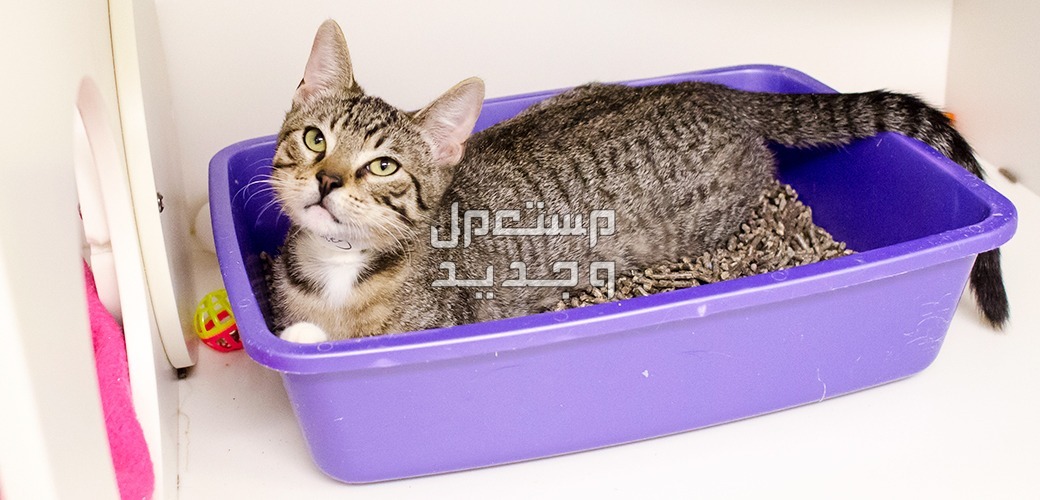 تعرف على أهمية رمل القطط في الأردن قطة جالسة