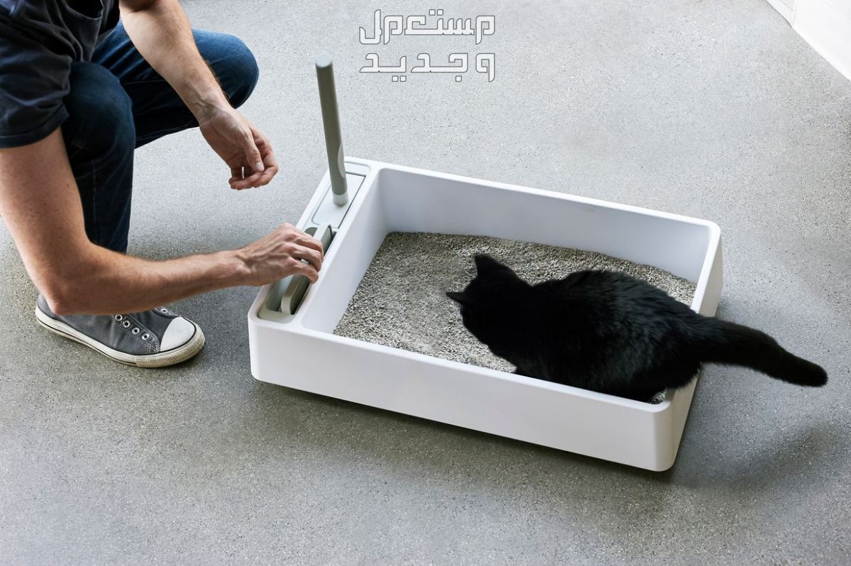 تعرف على أهمية رمل القطط في الأردن العناية بالقطط