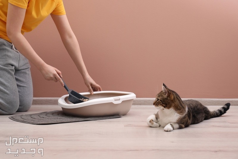 تعرف على أهمية رمل القطط تنظيف رمل القطط