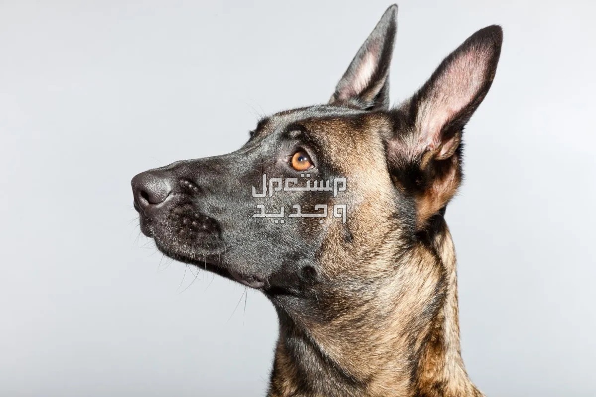 شاهد افضل كلاب حراسة على الإطلاق في الكويت كلب مالينو البلجيكي