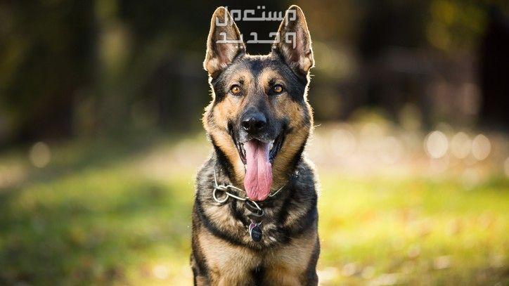 شاهد افضل كلاب حراسة على الإطلاق في الكويت كلب جيرمن شيبرد