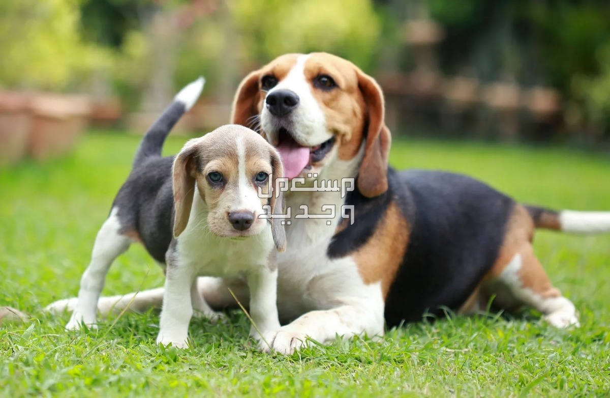 تعرف على أنواع كلاب لطيفه للتربية المنزلية في الإمارات العربية المتحدة كلاب البيجل