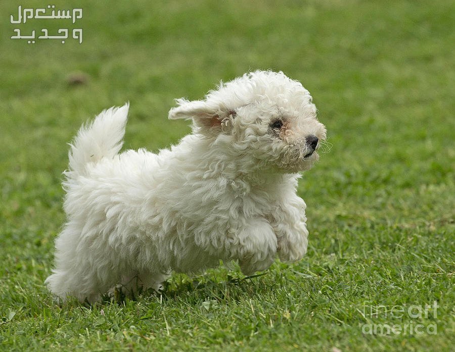تعرف على أنواع كلاب لطيفه للتربية المنزلية في الإمارات العربية المتحدة كلب بيشون فريز