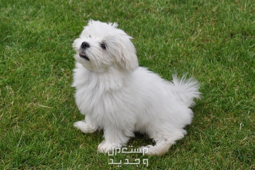 تعرف على أنواع كلاب لطيفه للتربية المنزلية في قطر كلب مالتيزر