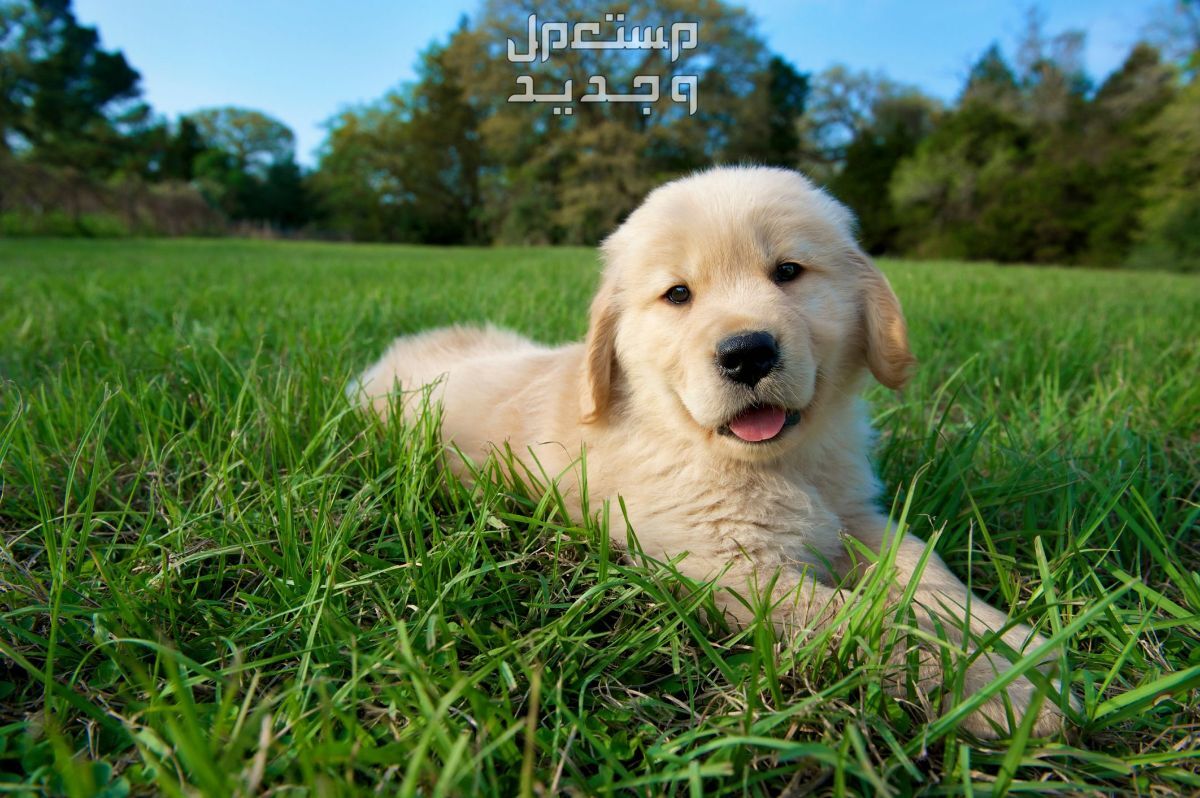 تعرف على أنواع كلاب لطيفه للتربية المنزلية في الأردن كلب جولدن ريتريفر